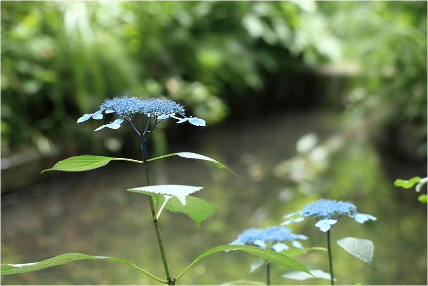 仙台・野草園から_e0091347_15534017.jpg