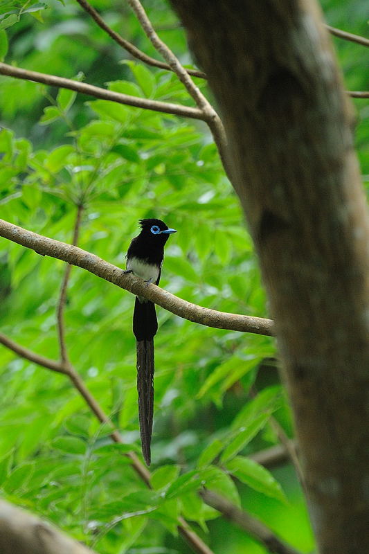 宮古島 大野山林にて亜種リュウキュウサンコウチョウ 湘南birder 宮古島 大野山林にて亜種リュウキュウサンコウチョウ 湘南birder