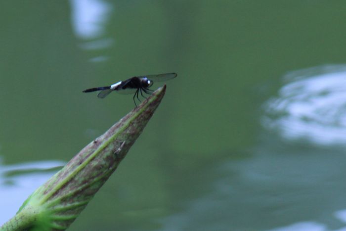 福井県・花はす公園_c0135957_13371443.jpg