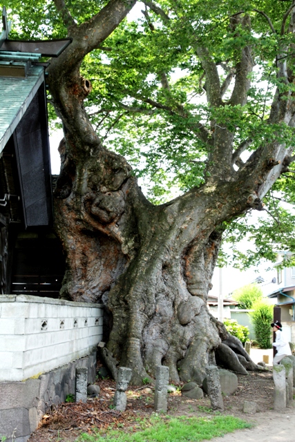  巨樹・名木探訪と森林浴　　H24　　7月19日_f0226960_8244772.jpg