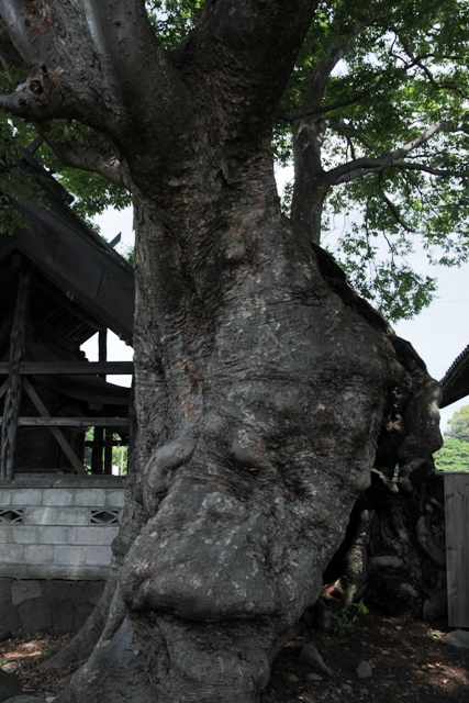 巨樹・名木探訪と森林浴　　H24　　7月19日_f0226960_830059.jpg