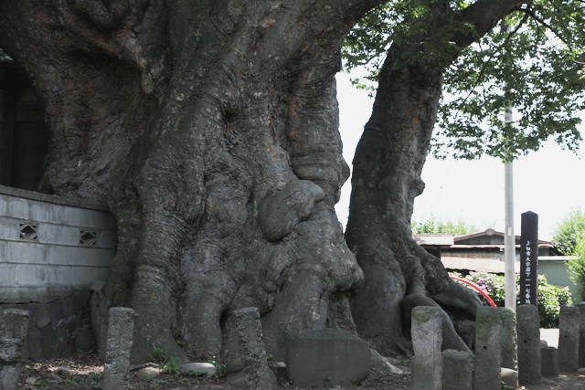  巨樹・名木探訪と森林浴　　H24　　7月19日_f0226960_8302971.jpg