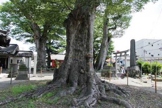  巨樹・名木探訪と森林浴　　H24　　7月19日_f0226960_8343792.jpg