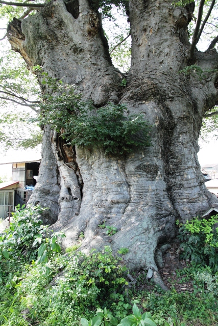  巨樹・名木探訪と森林浴　　H24　　7月19日_f0226960_840313.jpg