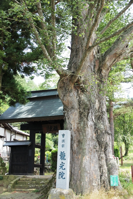  巨樹・名木探訪と森林浴　　H24　　7月19日_f0226960_8444770.jpg