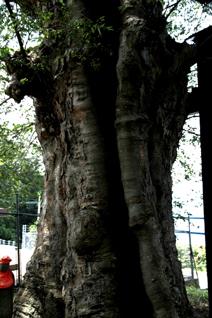  巨樹・名木探訪と森林浴　　H24　　7月19日_f0226960_8582432.jpg