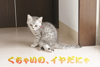 ゴハンのおしらせ。_c0245679_18442940.jpg