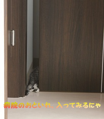 ゴハンのおしらせ。_c0245679_18512564.jpg