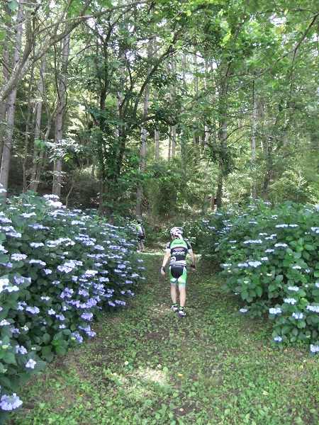 今年も紫陽花を見に行ってきました_b0217782_21194788.jpg