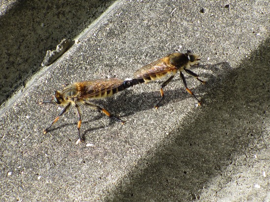 b0182884_22777.jpg
