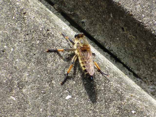 b0182884_24734.jpg