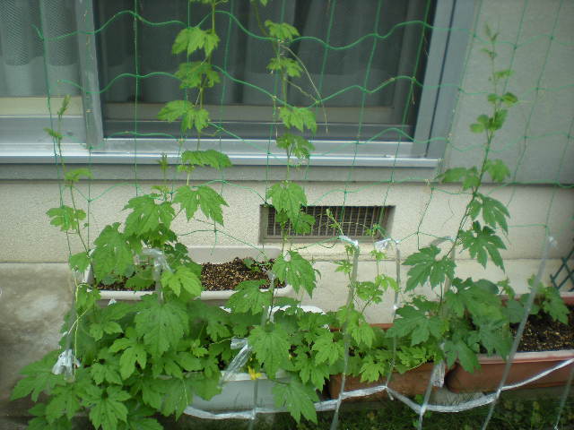 ひまわり_e0233190_1146694.jpg