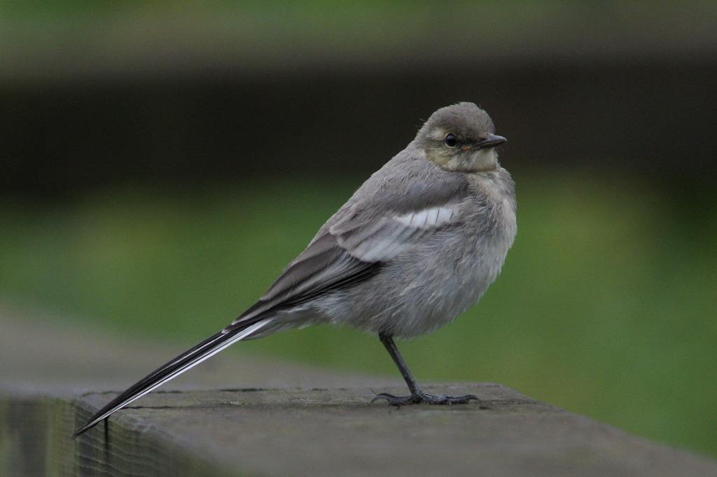 ハクセキレイの幼鳥／カワセミ蓮花に飛びつき／花アブ／霧の中の鹿_b0024798_10153061.jpg