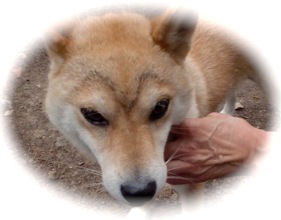 犬相の違い_c0151898_2027122.jpg