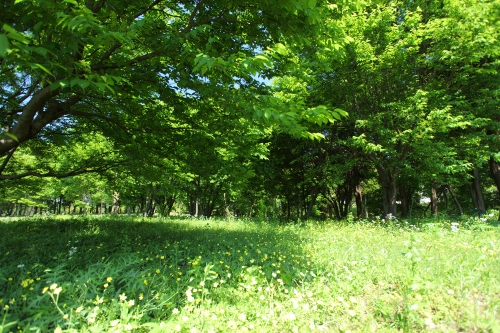 c0211309_17591597.jpg