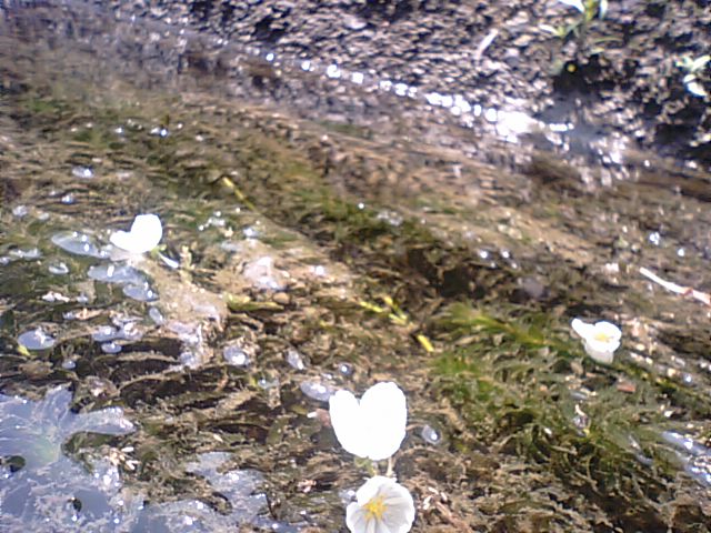 大暑 たいしょ と水草 オオカナダモ や稲に花 12 7 22く 徳ちゃん便り