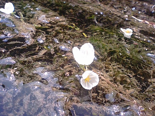 大暑 たいしょ と水草 オオカナダモ や稲に花 12 7 22く 徳ちゃん便り