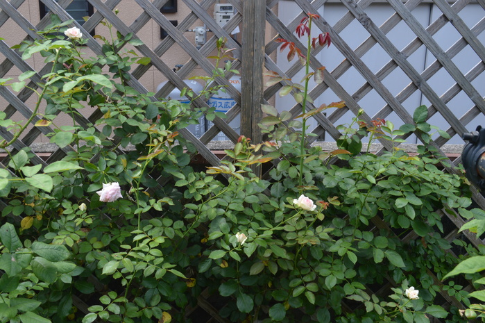 d0096422_10351731.jpg