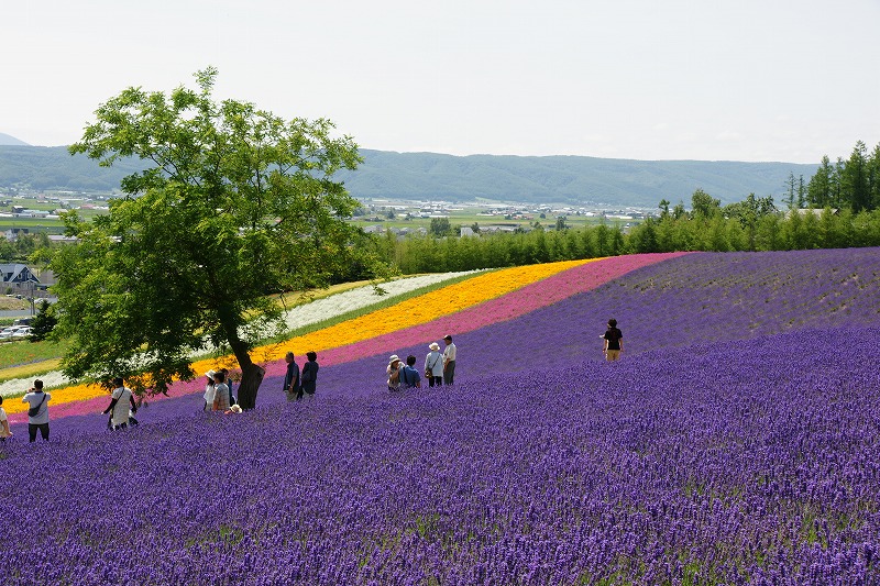 彩りの畑～2012_f0046128_20232884.jpg