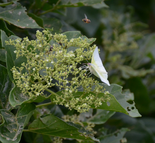 ツマベニチョウ舞う　in2012.06.23～25沖縄本島⑦_a0126632_1581258.jpg