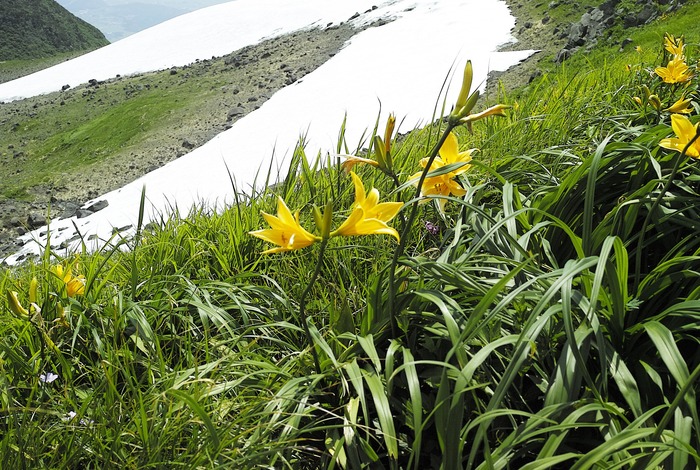 花の鳥海山　２_d0237340_1974779.jpg