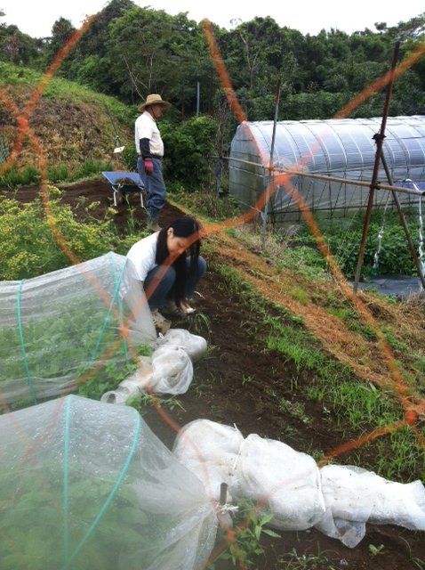 雑草の王様との戦い・・_c0222448_17573693.jpg
