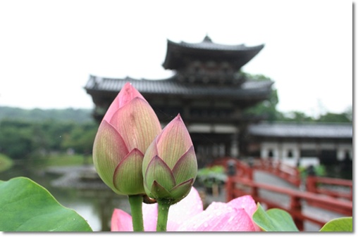 宇治散策_c0049950_20473528.jpg