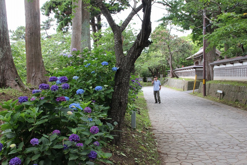 7月の松前　　紫陽花の季節_b0250154_9431771.jpg