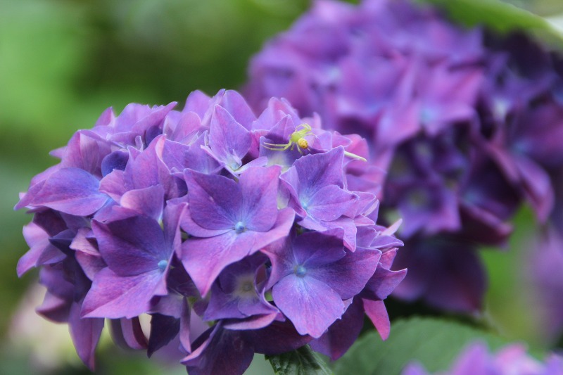 7月の松前　　紫陽花の季節_b0250154_9433846.jpg