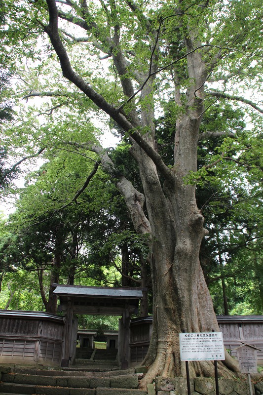 7月の松前　　紫陽花の季節_b0250154_9473957.jpg