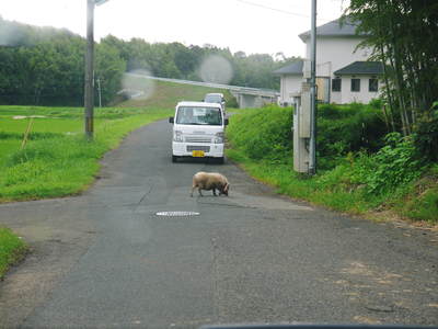 あれはなんだ?野良豚?_a0254656_18234890.jpg