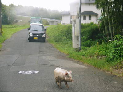 あれはなんだ?野良豚?_a0254656_18263359.jpg