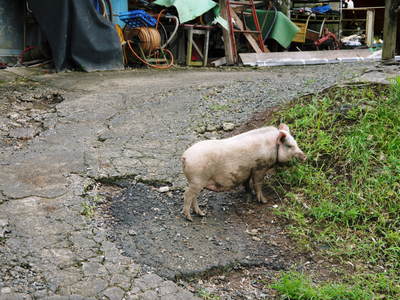 あれはなんだ?野良豚?_a0254656_18333237.jpg