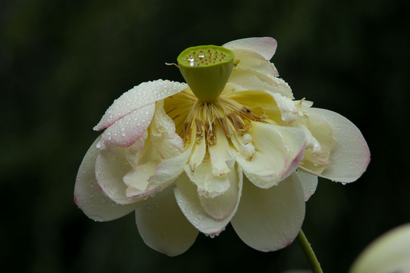 e0030457_9105330.jpg