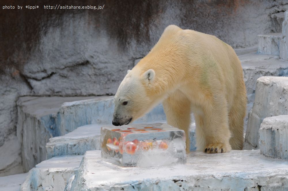 ゴーゴ　氷のプレゼント　その2_b0024758_23415647.jpg