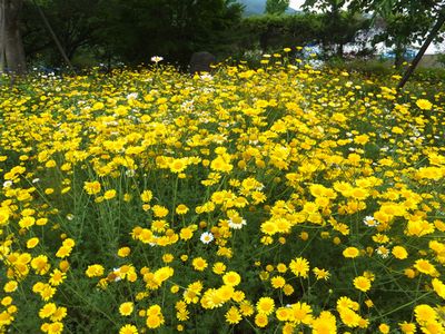 河口湖ハーブフェスティバルへ　　_d0076165_1357930.jpg