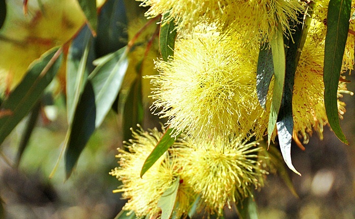 Eucalyptus flowers_a0126969_534123.jpg