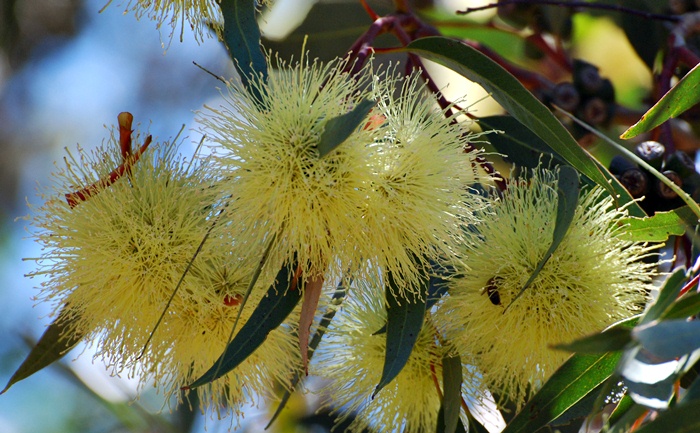 Eucalyptus flowers_a0126969_541751.jpg