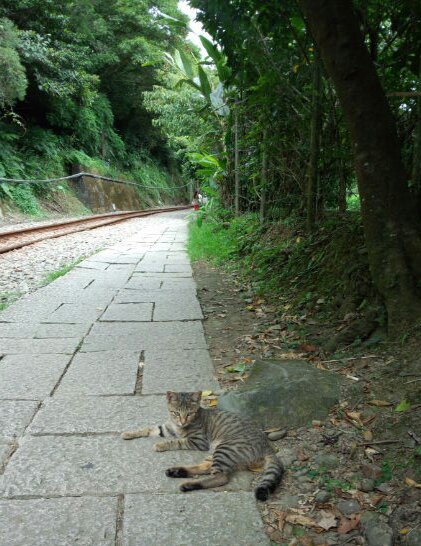 第一台湾猫☆発見_e0247181_16504113.jpg