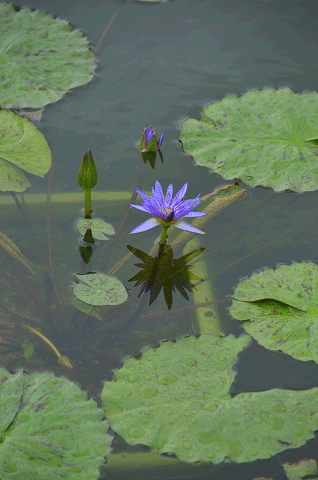 a0275782_20313694.gif