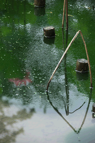 a0275782_62141100.gif