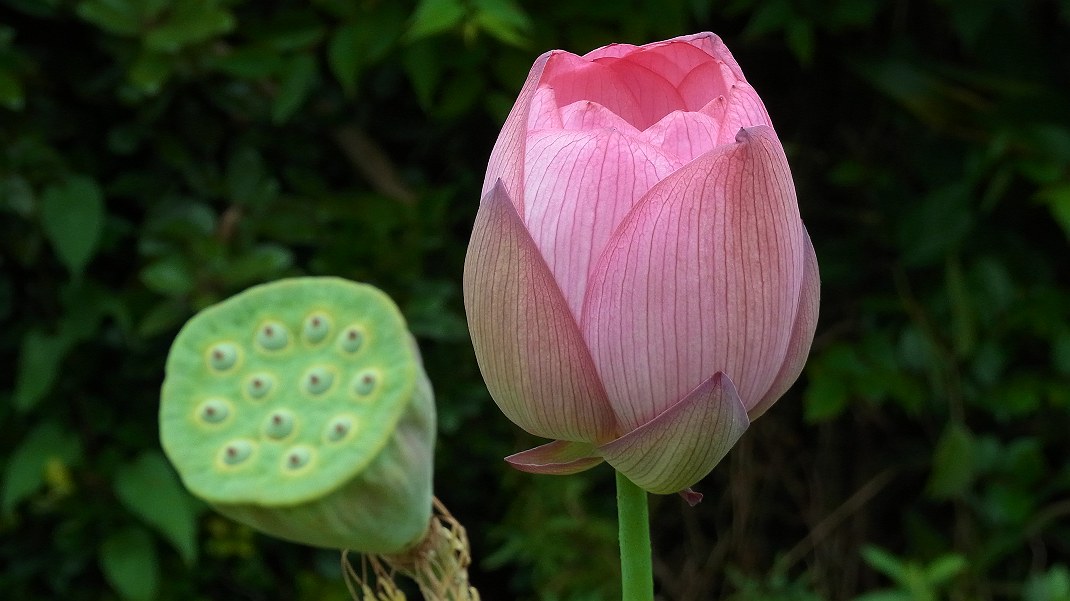 いつもの庭でいつもの虫と花_a0152692_1949124.jpg