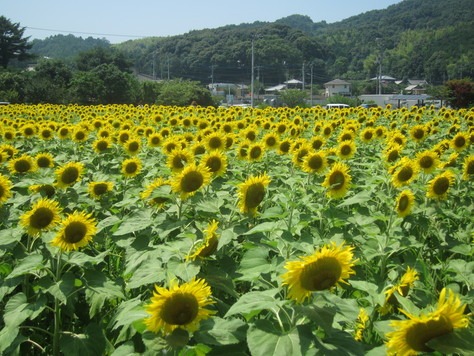 ひまわり団地の仲南ひまわり祭り_c0078592_12111017.jpg