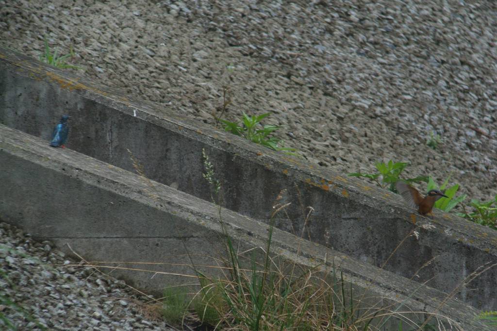 水溜まりも蓮池も大賑わい/浜木綿が咲きました_b0024798_10301760.jpg