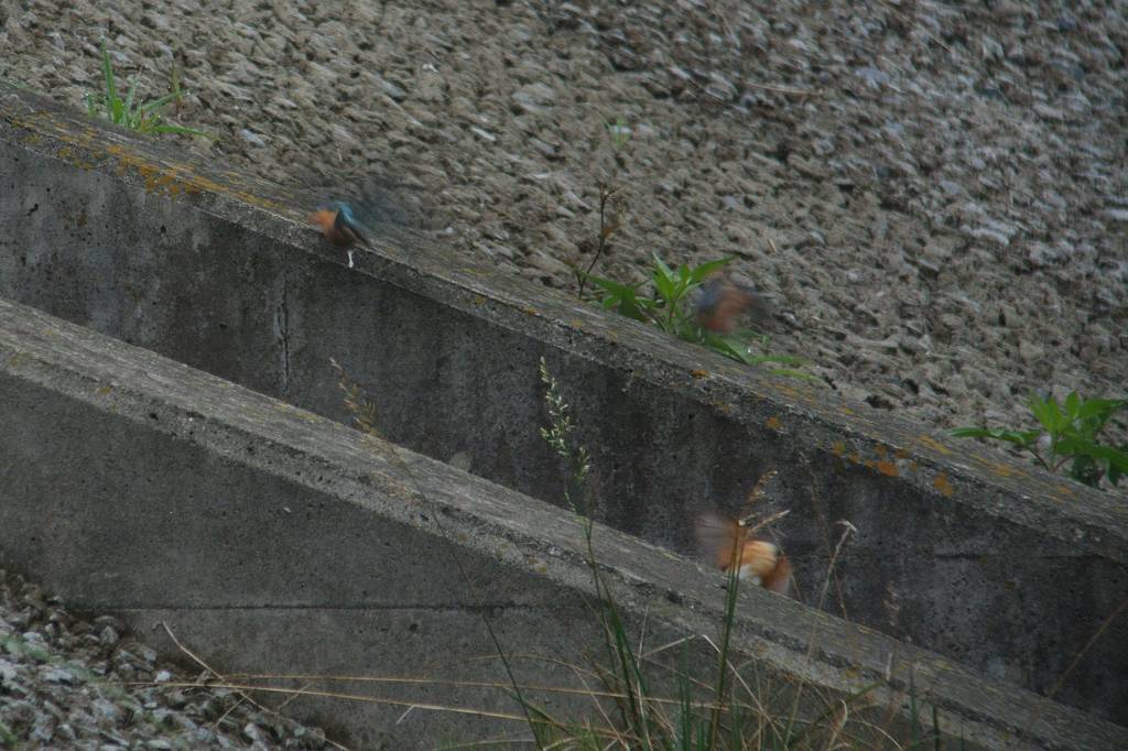 水溜まりも蓮池も大賑わい/浜木綿が咲きました_b0024798_10302652.jpg