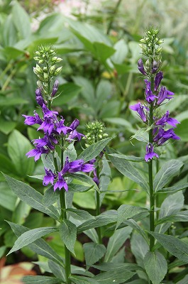 夏のお花たち♪　今日の庭仕事とその後は～♪_a0123003_1414363.jpg