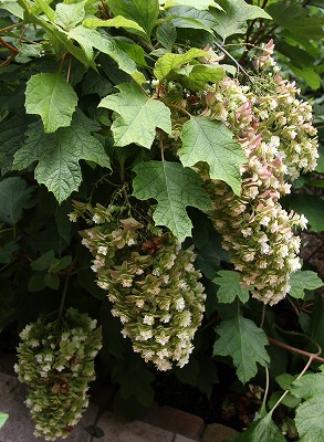 a0123003_1455320.jpg
