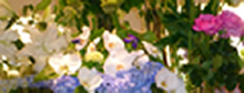 d0019913_055144.jpg