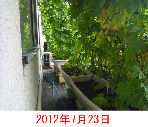 緑のカーテン 12 育成99日目 第1弾カーテンピーク超えとゴーヤ水耕栽培 フジゴの日常 ちょいeco日記 緑のカーテン 12 育成99日目 第1弾カーテンピーク超えとゴーヤ水耕栽培 フジゴの日常 ちょいeco日記
