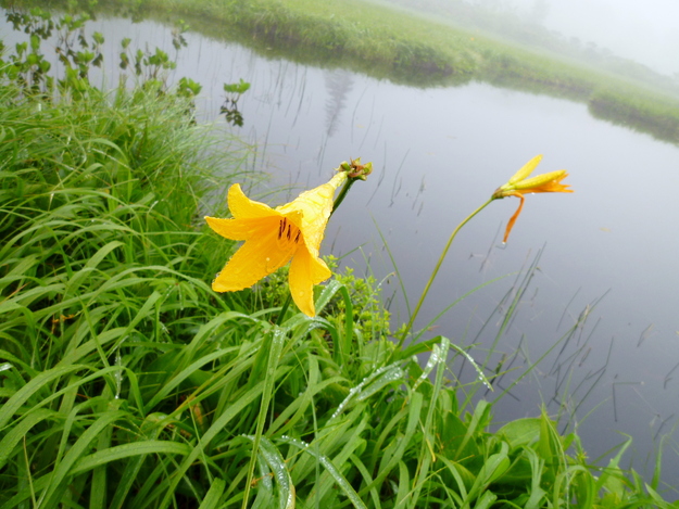 北海道登山旅行レポート 雨のチセヌプリ(1,134.2M) に登る_d0170615_731919.jpg